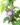 nurserylive-krishna-kamal-passion-flower-passiflora-incarnata-purple-plant-4_540x720-1.jpg