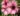 nurserylive-plants-allamanda-tiger-peach-orange-plant_600x600-1.jpg