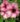 nurserylive-plants-allamanda-tiger-peach-orange-plant_600x600-1.jpg
