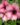 nurserylive-plants-allamanda-tiger-peach-orange-plant_600x600-1.jpg
