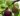nurserylive-plants-fig-tree-anjeer-fruit-common-fig-fruit-plant-16968860139660_600x600-1.jpg