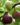 nurserylive-plants-fig-tree-anjeer-fruit-common-fig-fruit-plant-16968860139660_600x600-1.jpg