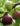 nurserylive-plants-fig-tree-anjeer-fruit-common-fig-fruit-plant-16968860139660_600x600-1.jpg