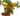 nurserylive-plants-orange-fruit-santra-grafted-plant-16969145090188_600x600-1.jpg