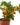 nurserylive-plants-orange-fruit-santra-grafted-plant-16969145090188_600x600-1.jpg