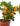 nurserylive-plants-orange-fruit-santra-grafted-plant-16969145090188_600x600-1.jpg