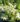 nurserylive-plants-parijat-tree-parijatak-night-flowering-jasmine-plant-16969158688908_600x600-1.jpg