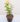 nurserylive-plants-rose-yellow-plant-16969267085452_600x600-1.jpg