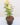 nurserylive-plants-rose-yellow-plant-16969267085452_600x600-1.jpg