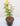 nurserylive-plants-rose-yellow-plant-16969267085452_600x600-1.jpg