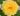 nurserylive-plants-rose-yellow-plant-16969267150988-527121_600x600-1.jpg