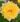 nurserylive-plants-rose-yellow-plant-16969267150988-527121_600x600-1.jpg