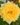 nurserylive-plants-rose-yellow-plant-16969267150988-527121_600x600-1.jpg