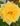 nurserylive-plants-rose-yellow-plant-16969267150988-527121_600x600-1.jpg