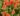 nurserylive-portulaca-10-o-clock-sunshine-plant_600x600-1.jpg