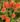 nurserylive-portulaca-10-o-clock-sunshine-plant_600x600-1.jpg