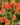 nurserylive-portulaca-10-o-clock-sunshine-plant_600x600-1.jpg