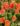 nurserylive-portulaca-10-o-clock-sunshine-plant_600x600-1.jpg