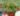 nurserylive-russelia-red-plant_600x600-1.jpg