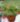 nurserylive-russelia-red-plant_600x600-1.jpg