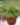 nurserylive-russelia-red-plant_600x600-1.jpg