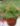 nurserylive-russelia-red-plant_600x600-1.jpg