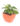 philodendron-oxycardium-varigated-01_1_1-1.jpg