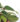 philodendron-oxycardium-varigated-03_1_1-1.jpg