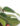 philodendron-oxycardium-varigated-03_1_1-1.jpg